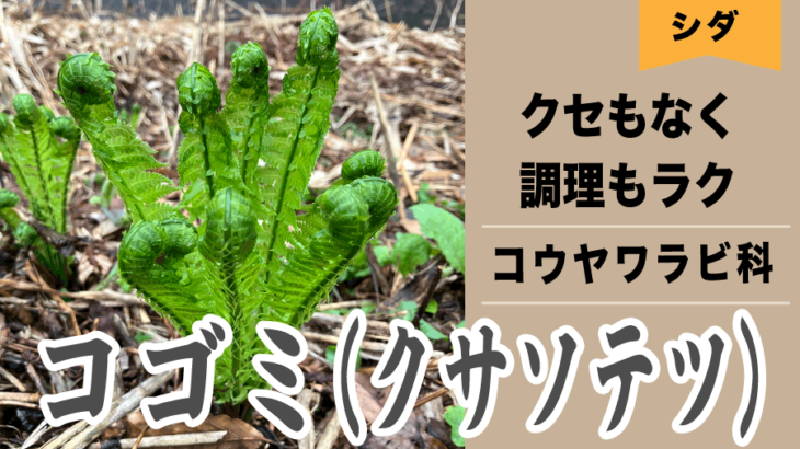 【山菜】コゴミ（本名？、クサソテツ）