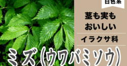 ミズ・バナー