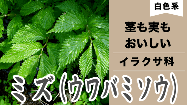 【山菜】ミズ・ミズナ（ウワバミソウ）