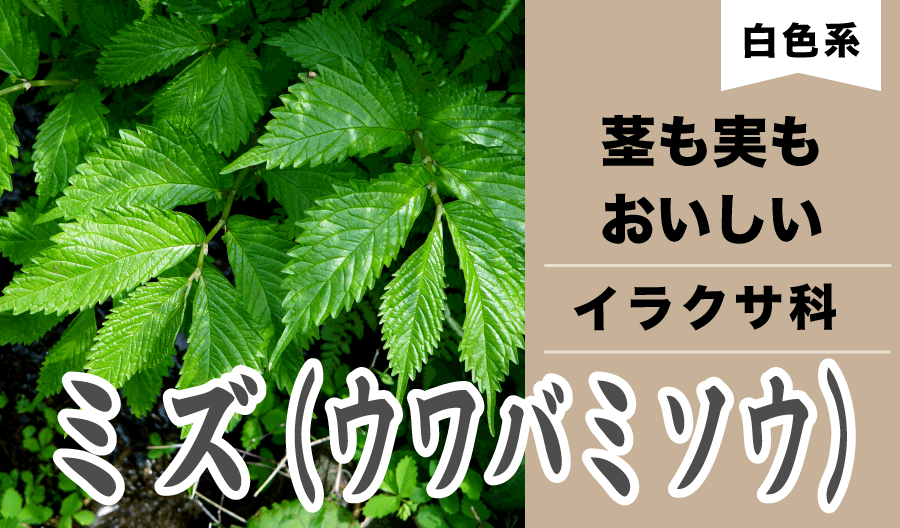 ミズ・バナー
