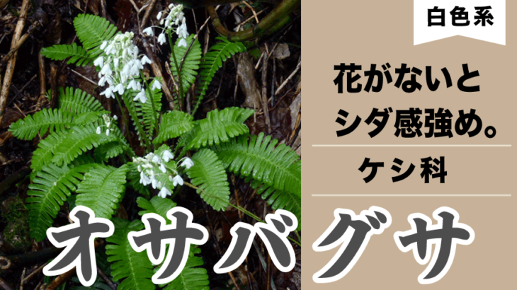 【白い花】オサバグサ