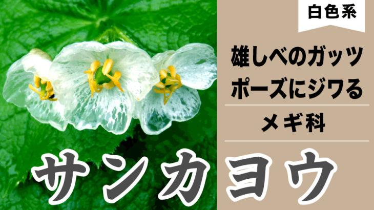 【白色の花】サンカヨウ｜山荷葉｜雨の日の人気者