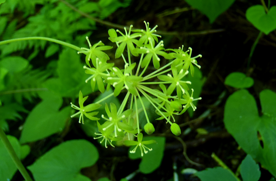 シオデの雄株の花