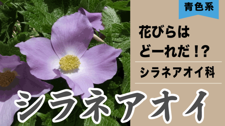 【青系の花】シラネアオイ