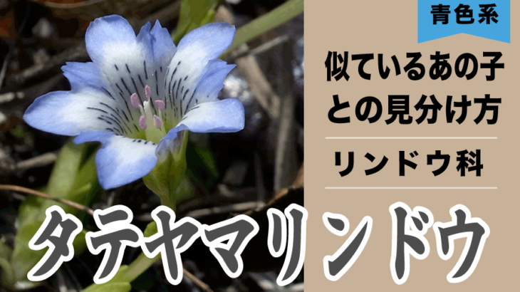 【青色の花】タテヤマリンドウ