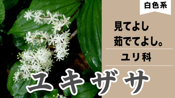 【山菜】ユキザサ